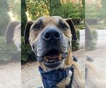 Small #1 Black Mouth Cur-Boxer Mix