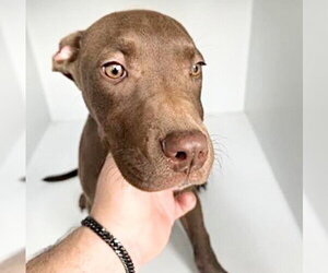 Mutt Dogs for adoption in Houston, TX, USA