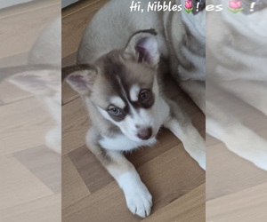 German Shepherd Dog-Siberian Husky Mix Puppy for sale in NIAGARA FALLS, NY, USA