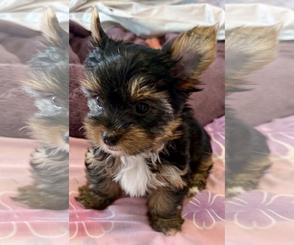 Medium Photo #2 Mutt Puppy For Sale in Boca Raton, FL, USA