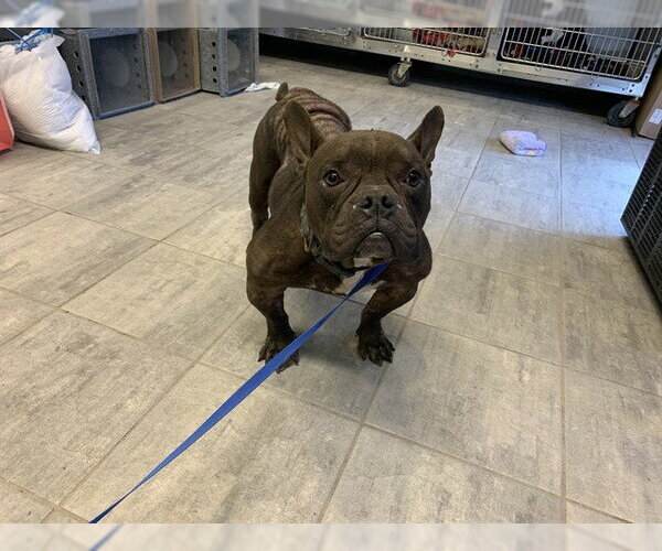 Medium Photo #1 American Staffordshire Terrier-French Bulldog Mix Puppy For Sale in Grand Prairie, TX, USA