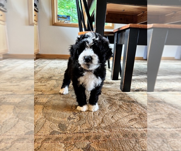 Medium Photo #6 Bernedoodle Puppy For Sale in POPLAR, WI, USA