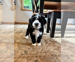 Small #5 Bernedoodle