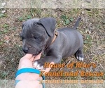 Small #11 American Pit Bull Terrier
