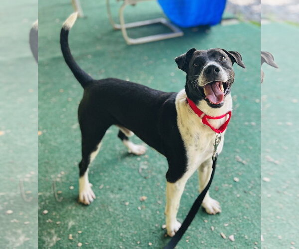Medium Photo #2 Mutt Puppy For Sale in Clarkesville, GA, USA