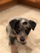 Small Photo #24 Australian Cattle Dog Puppy For Sale in PAHRUMP, NV, USA
