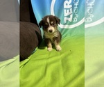 Puppy Sammy Miniature Australian Shepherd