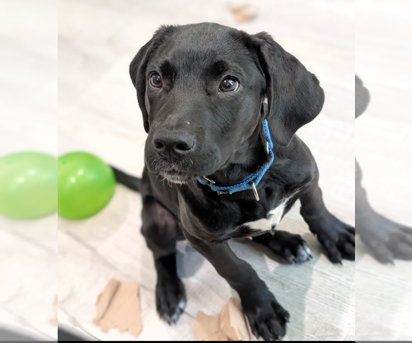 Medium Photo #1 Mutt Puppy For Sale in Boston, MA, USA