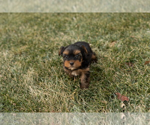 Yorkshire Terrier Puppy for sale in NAPPANEE, IN, USA