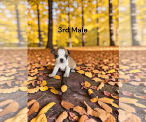 Boston Terrier Puppy for sale in EWING, KY, USA