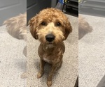 Small Photo #1 Goldendoodle (Miniature) Puppy For Sale in LOVES PARK, IL, USA