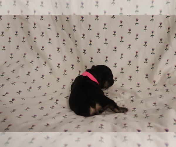 Medium Photo #5 French Bulldog Puppy For Sale in MANCHESTER, MI, USA