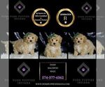 Small #4 Maltipoo