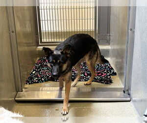 German Shepherd Dog Dogs for adoption in Rancho Cucamonga, CA, USA