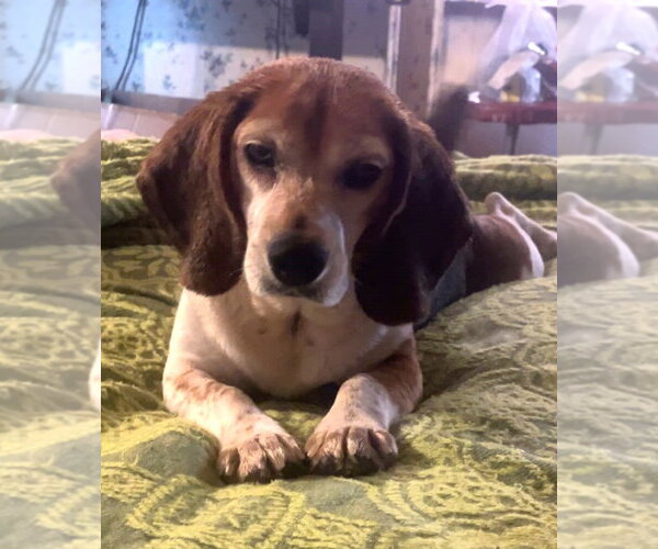 Medium Photo #7 Beagle Puppy For Sale in Dunnellon, FL, USA