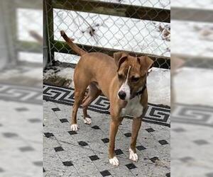 Clyde, an easy-going pup - Male Boston Terrier-Boxer Mix Dog for Adoption - Photo #6