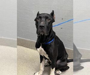 Presa Canario-Unknown Mix Dogs for adoption in Las Vegas, NV, USA