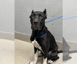 Small Presa Canario Mix