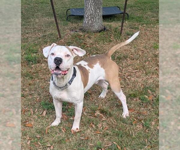 Medium Photo #1 Mutt Puppy For Sale in Texas City, TX, USA