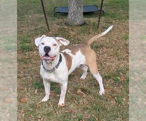 Mutt Dogs for adoption in Texas City, TX, USA
