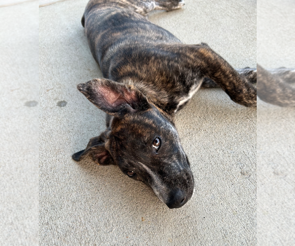Medium Photo #3 American Staffordshire Terrier-Unknown Mix Puppy For Sale in Holly Springs, NC, USA