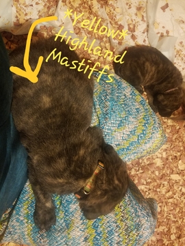 Medium Photo #2 Mastiff Puppy For Sale in CUTLER, IN, USA