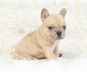 French Bulldog Puppy for sale in NAPLES, FL, USA