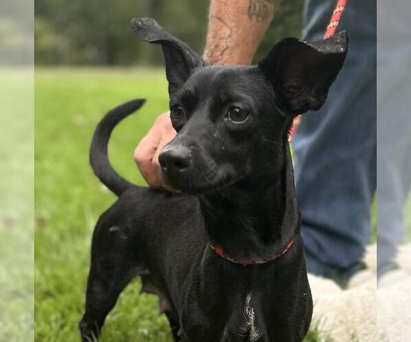 Medium Photo #1 Dachshund-Unknown Mix Puppy For Sale in Yardley, PA, USA