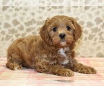 Small #2 Cavapoo