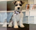 Small Photo #1 Schnoodle (Miniature) Puppy For Sale in EVERTON, AR, USA