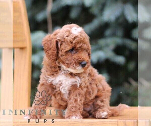 Medium Photo #3 Goldendoodle (Miniature) Puppy For Sale in EPHRATA, PA, USA