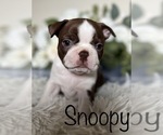 Puppy Snoopy Boston Terrier