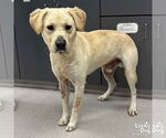 Small #1 Labrador Retriever Mix