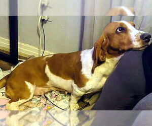 Basset Hound Dogs for adoption in Deepwater, NJ, USA