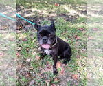 Small French Bulldog Mix