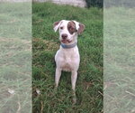 Small #1 Mutt