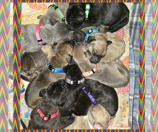 Medium Photo #1 Great Dane Puppy For Sale in SHELBYVILLE, MO, USA