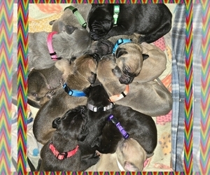Great Dane Litter for sale in SHELBYVILLE, MO, USA