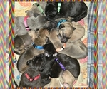 Small Photo #1 Great Dane Puppy For Sale in SHELBYVILLE, MO, USA