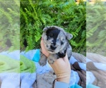 Small Photo #10 Schnauzer (Miniature) Puppy For Sale in BRUNDIDGE, AL, USA