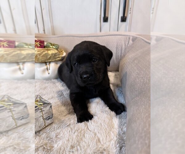 Medium Photo #2 Labrador Retriever Puppy For Sale in HIGH POINT, NC, USA