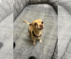 Chihuahua Dogs for adoption in Chula Vista, CA, USA