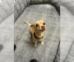 Small Chihuahua