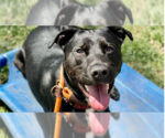 Small #26 Labrador Retriever Mix