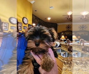 Yorkshire Terrier Puppy for Sale in KISSIMMEE, Florida USA
