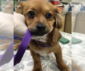 Chihuahua Dogs for adoption in Riverside, CA, USA