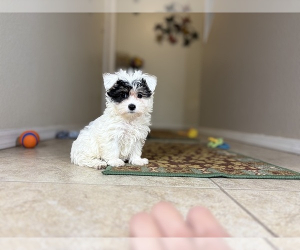 Medium Photo #7 Maltipoo Puppy For Sale in TUCSON, AZ, USA