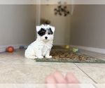 Small #6 Maltipoo