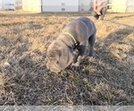 Small Photo #20 Great Dane Puppy For Sale in OLATHE, CO, USA