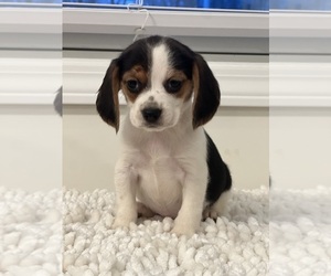 Beagle Dog for Adoption in PARAGON, Indiana USA